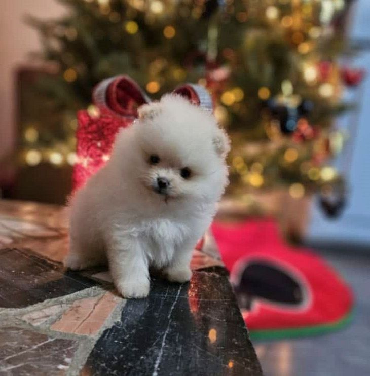 Cachorros Pomeranos En Venta Pomeranias Mx Mexico